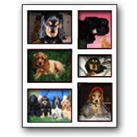 Les albums photos