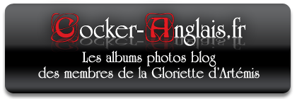 Cocker-anglais.fr